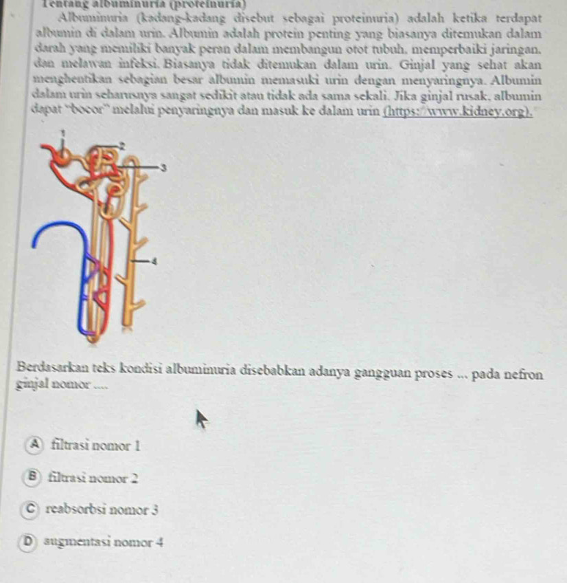 Tentang albuminuría (proteinuría)
Albuminuria (kadang-kadang disebut sebagai proteinuria) adalah ketika terdapat
albumin di dalam urin. Albumin adalah protein penting yang biasanya ditemukan dalam
darah yang memiliki banyak peran dalam membangun otot tubuh. memperbaiki jaringan.
dan meławan infeksi. Biasanya tidak ditemukan dalam urin. Ginjal yang sehat akan
menghentikan sebagian besar albumin memasuki urin dengan menyaringnya. Albumin
dalam urin seharusnya sangat sedikit atau tidak ada sama sekali. Jika ginjal rusak, albumin
dapat ''bocor' melalui penyaringnya dan masuk ke dalam urin (https:/www.kidney.org).
Berdasarkan teks kondisi albuminuria disebabkan adanya gangguan proses ... pada nefron
ginjal nomor ....
A filtrasi nomor 1
B) filtrasi nomor 2
C reabsorbsi nomor 3
D augmentasi nomor 4