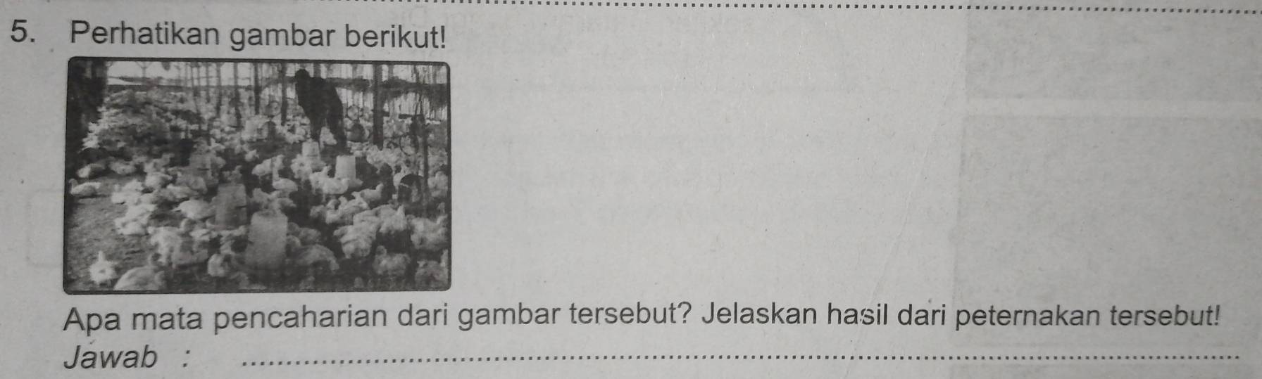 Perhatikan gambar berikut! 
Apa mata pencaharian dari gambar tersebut? Jelaskan hasil dari peternakan tersebut! 
Jawab :_