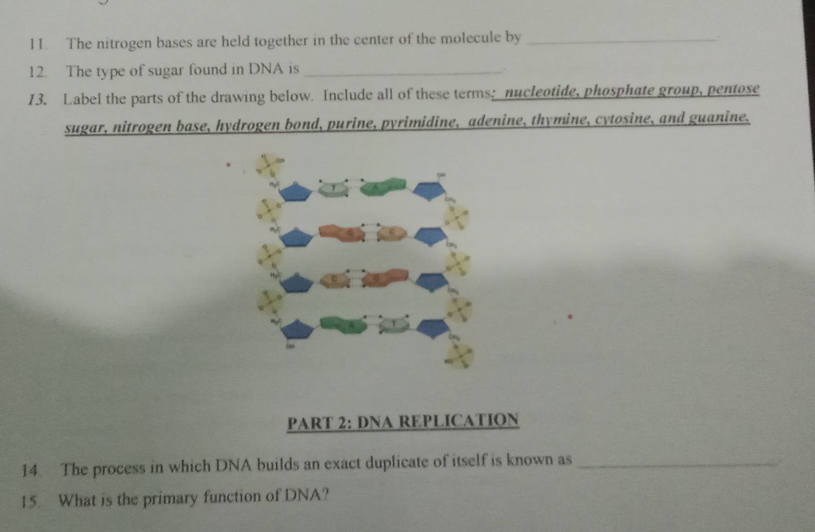 The nitrogen bases are held together in the center of the molecule by_ 
12. The type of sugar found in DNA is_ 
13. Label the parts of the drawing below. Include all of these terms; nucleotide, phosphate group, pentose 
sugar, nitrogen base, hydrogen bond, purine, pyrimidine, adenine, thymine, cytosine, and guanine. 
PART 2: DNA REPLICATION 
14. The process in which DNA builds an exact duplicate of itself is known as_ 
15. What is the primary function of DNA?