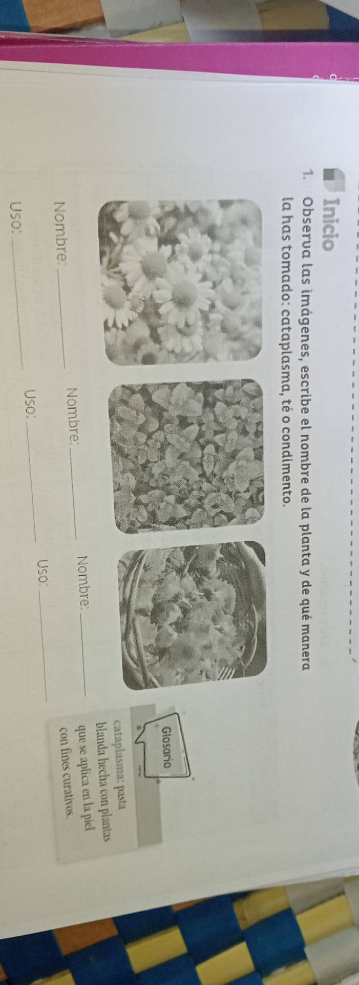 Inicio 
1. Observa las imágenes, escribe el nombre de la planta y de qué manera 
la has tomado: cataplasma, té o condimento. 
Glosario 
cataplasma: pasta 
blanda hecha con plantas 
_ 
Nombre: Nombre:_ Nombre:_ 
que se aplica en la piel 
con fines curativos. 
_Uso: 
Uso: 
Uso: 
_