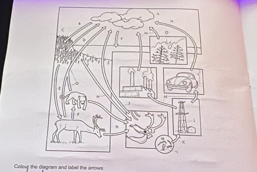 Colour the diagram and label the arrows: