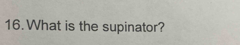 What is the supinator?