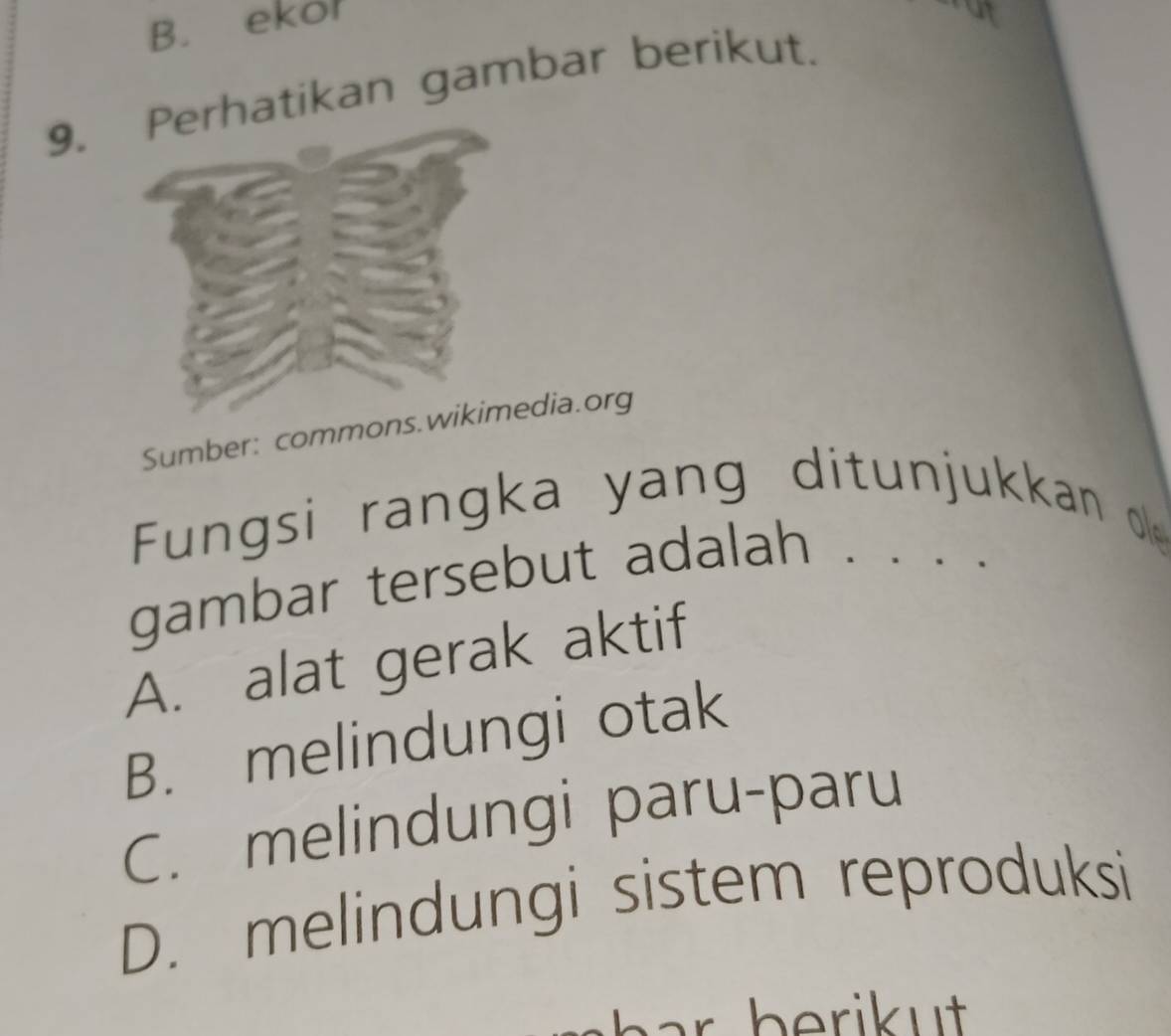 B. ekol
9.rhatikan gambar berikut.
Sumber: commons.wikdia.org
Fungsi rangka yang ditunjukkan l
gambar tersebut adalah 、 、
A. alat gerak aktif
B. melindungi otak
C. melindungi paru-paru
D. melindungi sistem reproduksi