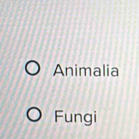 Animalia 
Fungi