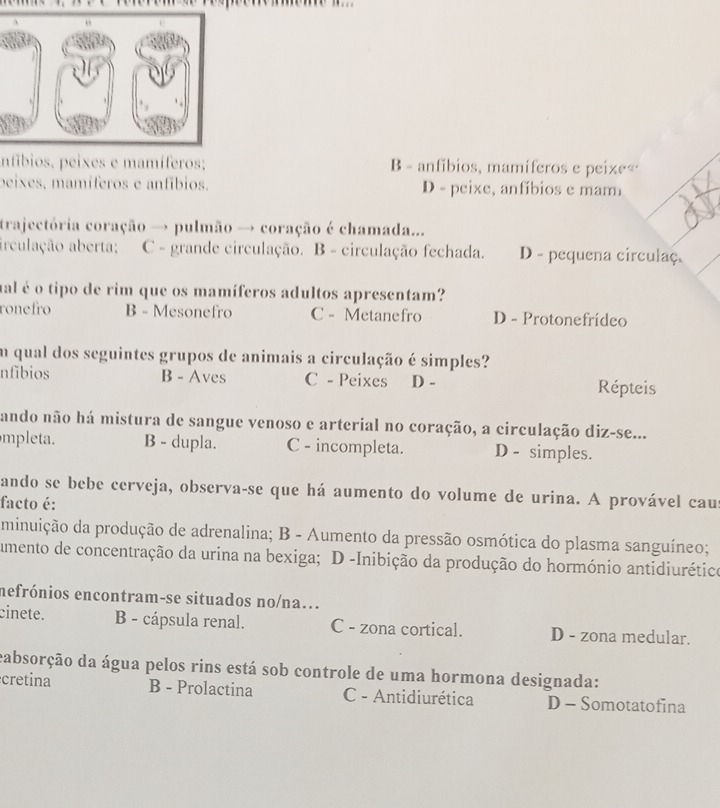 infíbios, peixes e mamíferos; B - anfíbios, mamíferos e peixeã
peixes, mamíferos e anfíbios. D - peixe, anfíbios e mam
trajectória coração → pulmão → coração é chamada...
arculação aberta: C - grande circulação. B - circulação fechada. D - pequena circulaç.
ual é o tipo de rim que os mamíferos adultos apresentam?
ronefro B - Mesonefro C - Metanefro D - Protonefrídeo
em qual dos seguintes grupos de animais a circulação é simples?
nfíbios B - Aves C - Peixes D - Répteis
ando não há mistura de sangue venoso e arterial no coração, a circulação diz-se...
mpleta. B - dupla. C - incompleta. D - simples.
ando se bebe cerveja, observa-se que há aumento do volume de urina. A provável cau
facto é:
minuição da produção de adrenalina; B - Aumento da pressão osmótica do plasma sanguíneo;
umento de concentração da urina na bexiga; D -Inibição da produção do hormónio antidiurética
mefrónios encontram-se situados no/na...
cinete. B - cápsula renal. C - zona cortical. D - zona medular.
cabsorção da água pelos rins está sob controle de uma hormona designada:
cretina B - Prolactina C - Antidiurética D - Somotatofina