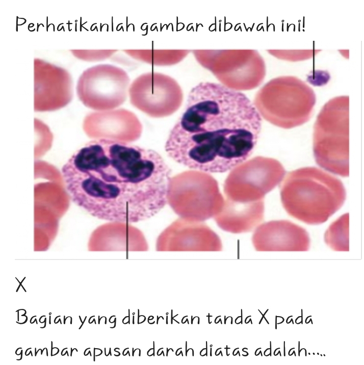 Perhatikanlah gambar dibawah ini!
X
Bagian yang diberikan tanda X pada 
gambar apusan darah diatas adalah.....