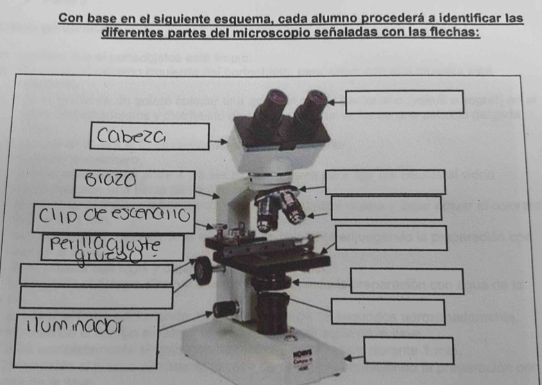 Con base en el siguiente esquema, cada alumno procederá a identificar las 
diferentes partes del microscopio señaladas con las flechas: