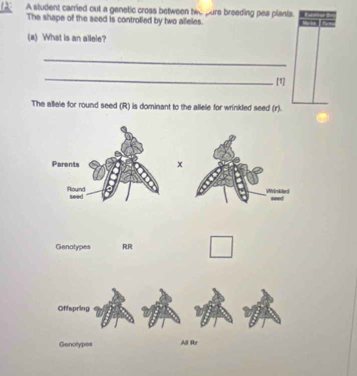 A student carried out a genetic cross between two pure breeding pea plants. Cadndnas Giá
The shape of the seed is controlled by two alleles. an as
(a) What is an allele?
_
_
[1]
The allele for round seed (R) is dominant to the allele for wrinkled seed (r).
x

Genotypes RR
Offspring
Genotypes All Rr