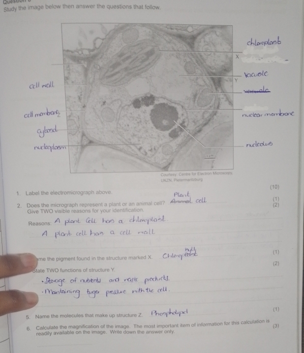 Questiol 
Study the image below then answer the questions that follow. 
(10) 
1. Label the electromicrograph above. 
(1) 
2. Does the micrograph represent a plant or an animal cell? 
_ 
(2) 
Give TWO visible reasons for your identification. 
_ 
_ 
Reasons: 
_ 
_ 
__ 
(1) 
me the pigment found in the structure marked X. 
_ 
_ 
(2) 
_ 
State TWO functions of structure Y. 
_ 
_ 
5. Name the molecules that make up structure Z. _(1) 
6. Calculate the magnification of the image. The most important item of information for this calculation is (3) 
readily available on the image. Write down the answer only. 
_