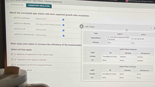 ul rétics - Hacterial transedrmatic 
INTRODUCTION LABORATORY SIMJLATION
Match the inoculated agar plates with their expected growth after incubation.
pGLO on LB/amp
+pGLO on IBVamp very danse white barrerial colnm Lab Data
- 
pGLO on LB 
+pGLO on LBVamp/ara Choose matcn 
What steps were taken to increase the efficiency of the transform
Select all that apply
A. Addition of ampicillin to the +pGLO tube
B. Treatment with calcium cihlonide
C. Incubation a 37° C for exactly 24 hours
t shosk