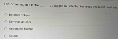 The boxer muscle is the _; a jagged muscle that lies along the lateral chest walll
External oblique
Serratus anterior
Abdominis Rectus
Soleus