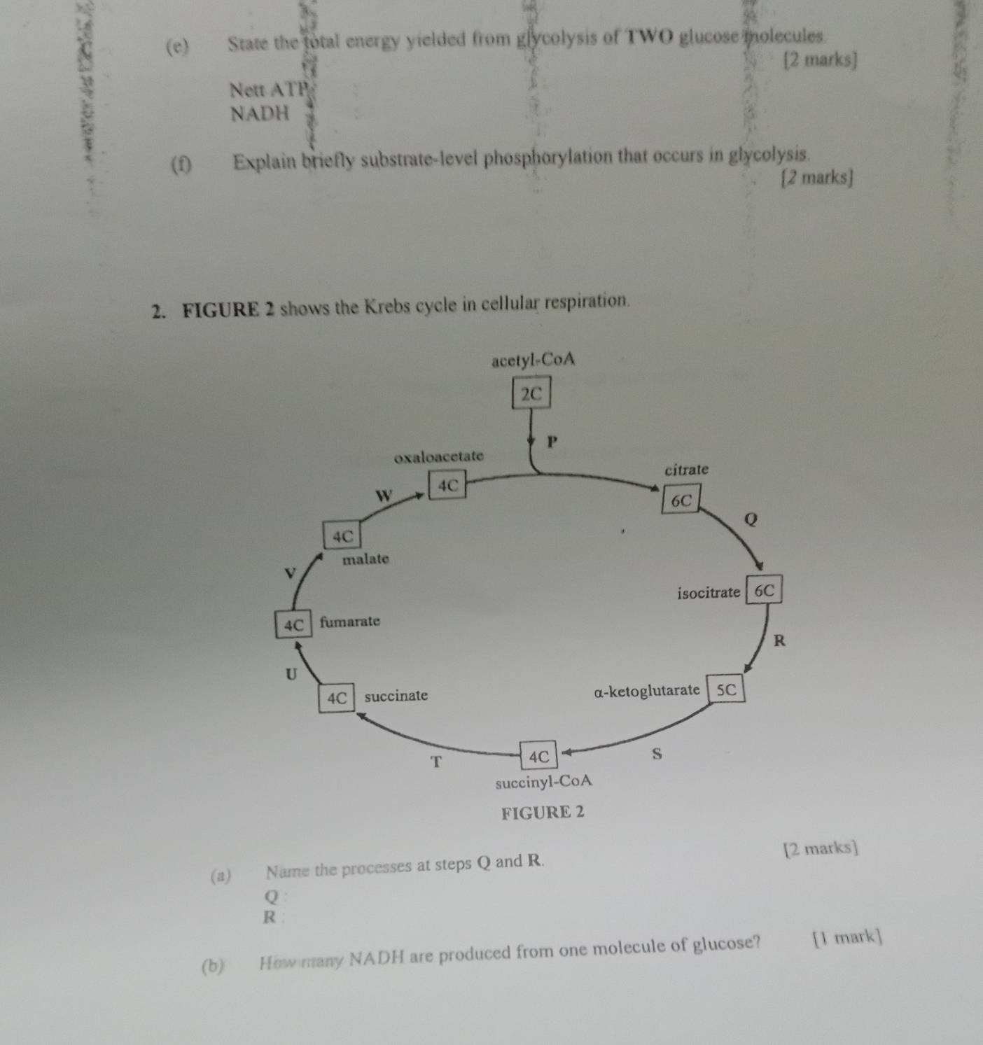 State the total energy yielded from glycolysis of TWO glucose molecules. 
[2 marks]
Q
Nett ATP 
NADH 
(f) Explain briefly substrate-level phosphorylation that occurs in glycolysis. 
[2 marks] 
2. FIGURE 2 shows the Krebs cycle in cellular respiration. 
[2 marks] 
(a) Name the processes at steps Q and R.
Q
R
(b) How many NADH are produced from one molecule of glucose? [1 mark]