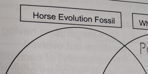 Horse Evolution Fossil Wh