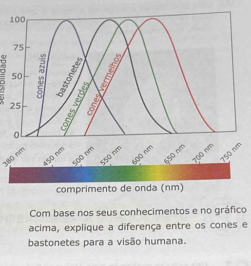 5 
380 nm 
Com base nos seus conhecimentos e no gráfico 
acima, explique a diferença entre os cones e 
bastonetes para a visão humana.