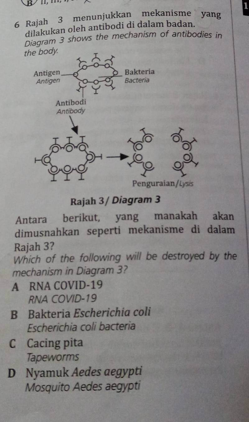 1
6 Rajah 3 menunjukkan mekanisme yang
dilakukan oleh antibodi di dalam badan.
Diagram 3 shows the mechanism of antibodies in
Rajah 3/ Diagram 3
Antara berikut, yang manakah akan
dimusnahkan seperti mekanisme di dalam
Rajah 3?
Which of the following will be destroyed by the
mechanism in Diagram 3?
A RNA COVID-19
RNA COVID-19
B Bakteria Escherichia coli
Escherichia coli bacteria
C Cacing pita
Tapeworms
D Nyamuk Aedes aegypti
Mosquito Aedes aegypti