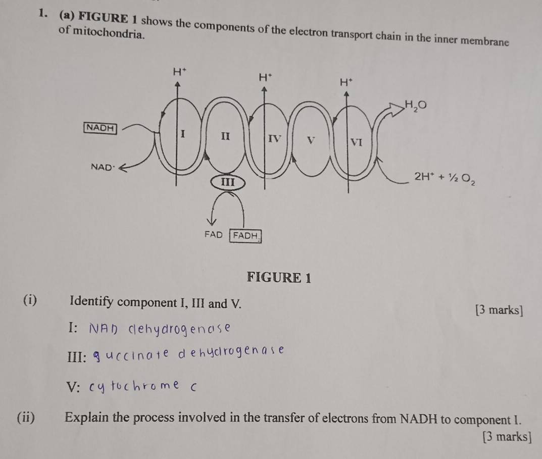 FIGURE 1 shows the components of the electron transport chain in the inner membrane
of mitochondria.
FIGURE 1
(i) Identify component I, III and V. [3 marks]
I: N
III:
V: c
(ii) Explain the process involved in the transfer of electrons from NADH to component I.
[3 marks]