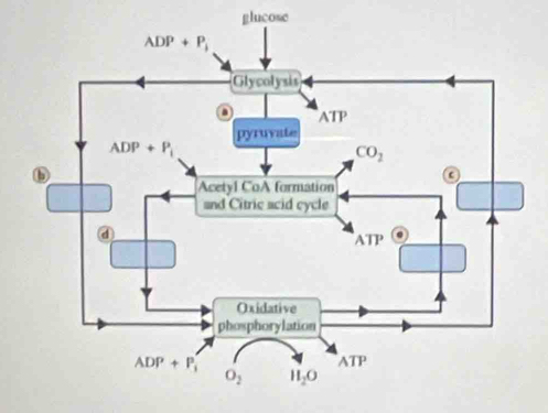 glucose