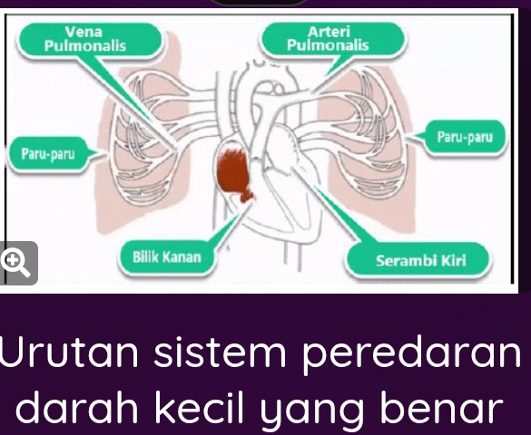 Urutan sistem peredaran 
darah kecil yang benar