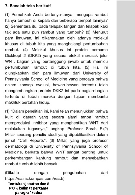 Bacalah teks berikut!
(1) Pernahkah Anda bertanya-tanya, mengapa rambut
hanya tumbuh di kepala dan beberapa tempat lainnya?
(2) Sementara itu, pada telapak tangan dan telapak kaki
tak ada satu pun rambut yang tumbuh? (3) Menurut
para ilmuwan, ini dikarenakan oleh adanya molekul
khusus di tubuh kita yang menghalangi pertumbuhan 
rambut. (4) Molekul khusus ini protein bernama
Dickkopf 2 (DKK2) yang secara efektif merusak jalur
WNT, bagian yang bertanggung jawab untuk memicu
pertumbuhan rambut di tubuh kita. (5) Hal ini
diungkapkan oleh para ilmuwan dari University of
Pennsylvania School of Medicine yang percaya bahwa
dalam konsep evolusi, hewan-hewan tertentu telah
mengembangkan protein DKK2 ini pada bagian-bagian
tertentu di tubuh mereka dengan tujuan membantu
makhluk bertahan hidup.
(1) “Dalam penelitian ini, kami telah menunjukkan bahwa
kulit di daerah yang secara alami tanpa rambut
memproduksi inhibitor yang menghentikan WNT dari
melakukan tugasnya,” ungkap Profesor Sarah E.(2)
Millar seorang penulis studi yang dipublikasikan dalam
jurnal “Cell Reports”. (3) Millar, yang juga profesor
dermatologi di University of Pennsylvania School of
Medicine, berkata bahwa WNT sangat penting untuk
perkembangan kantung rambut dan menyebabkan
rambut tumbuh lebih banyak.
(Dikutip dengan pengubahan dari
https://sains.kompas.com/read/)
Tentukan jabatan dan S
P Q K kalimat pertama
paragraf kedua