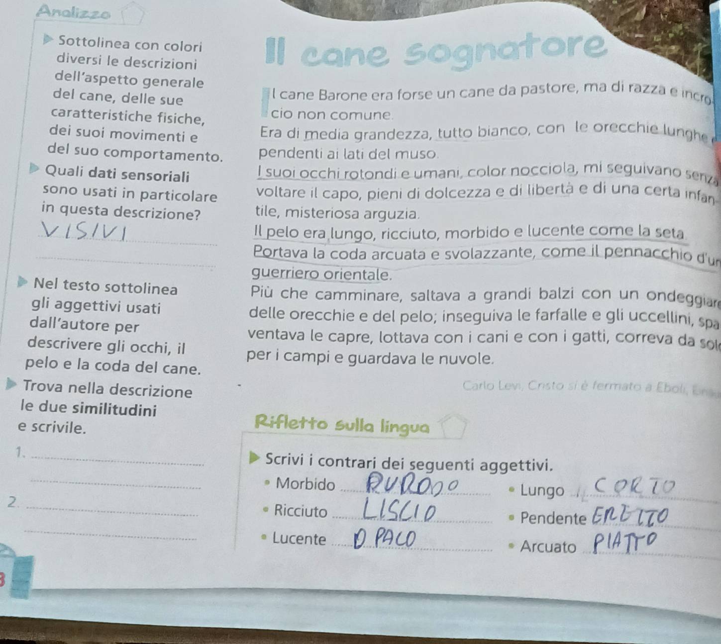 Analizzo 
Sottolinea con colori 
diversi le descrizioni 
cane sognatore 
dell’aspetto generale 
del cane, delle sue 
l cane Barone era forse un cane da pastore, ma di razza e incro 
caratteristiche fisiche, 
cio non comune. 
dei suoi movimenti e 
Era di media grandezza, tutto bianco, con le orecchie lung 
del suo comportamento. pendenti ai lati del muso. 
Quali dati sensoriali 
I suoi occhi rotondi e umani, color nocciola, mi seguivano serz 
sono usati in particolare voltare il capo, pieni di dolcezza e di libertà e di una certa infan 
in questa descrizione? tile, misteriosa arguzia. 
_Il pelo era lungo, ricciuto, morbido e lucente come la seta 
_Portava la coda arcuata e svolazzante, come il pennacchio d'un 
guerriero orientale. 
Nel testo sottolinea Più che camminare, saltava a grandi balzi con un ondeggiar 
gli aggettivi usati 
delle orecchie e del pelo; inseguiva le farfalle e gli uccellini, spa 
dall’autore per 
ventava le capre, lottava con i cani e con i gatti, correva da s 
descrivere gli occhi, il 
per i campi e guardava le nuvole. 
pelo e la coda del cane. 
Trova nella descrizione 
Carlo Levi, Cristo sí è fermato a Eboli, Un 
le due similitudini 
e scrivile. 
Rifletto sulla lingua 
1. _Scrivi i contrari dei seguenti aggettivi. 
_Morbido _Lungo_ 
2._ 
_ 
Ricciuto _Pendente 
_ 
_ 
Lucente_ 
Arcuato