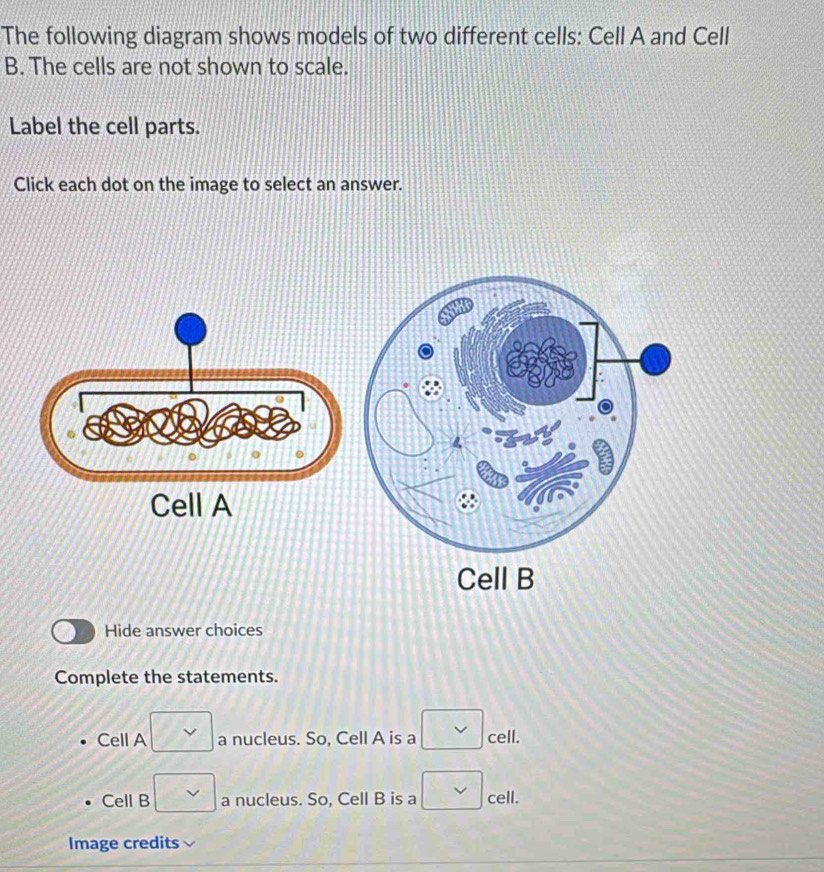 Solved: The following diagram shows models of two different cells: Cell ...