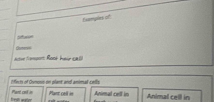 Examples of: 
Siffusos 
Active Transpont: Root hair cell 
Effects of Osmoss on plant and animal cells 
Plant cell in Plant cell in Animal cell in Animal cell in 
fres water