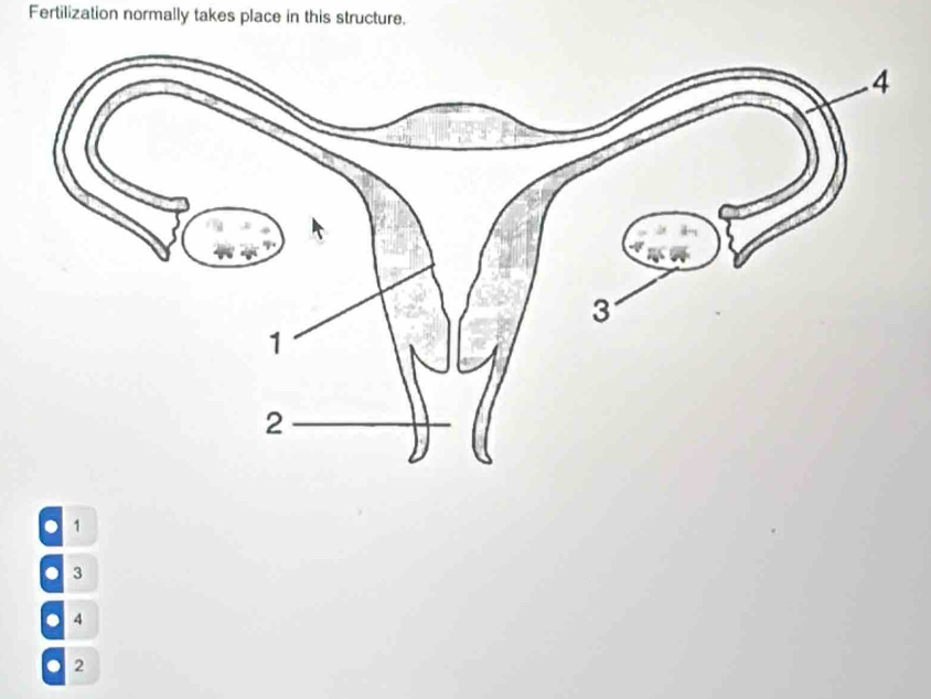 Fertilization normally takes place in this structure.
. 1. 3.
. 2