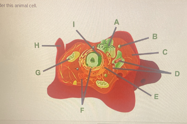 der this animal cell.