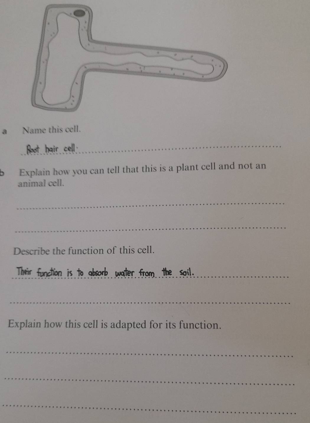 a Name this cell. 
_ 
b Explain how you can tell that this is a plant cell and not an 
animal cell. 
_ 
_ 
Describe the function of this cell. 
_soil. 
_ 
Explain how this cell is adapted for its function. 
_ 
_ 
_