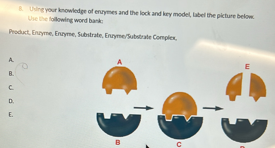 Solved: Using your knowledge of enzymes and the lock and key model ...