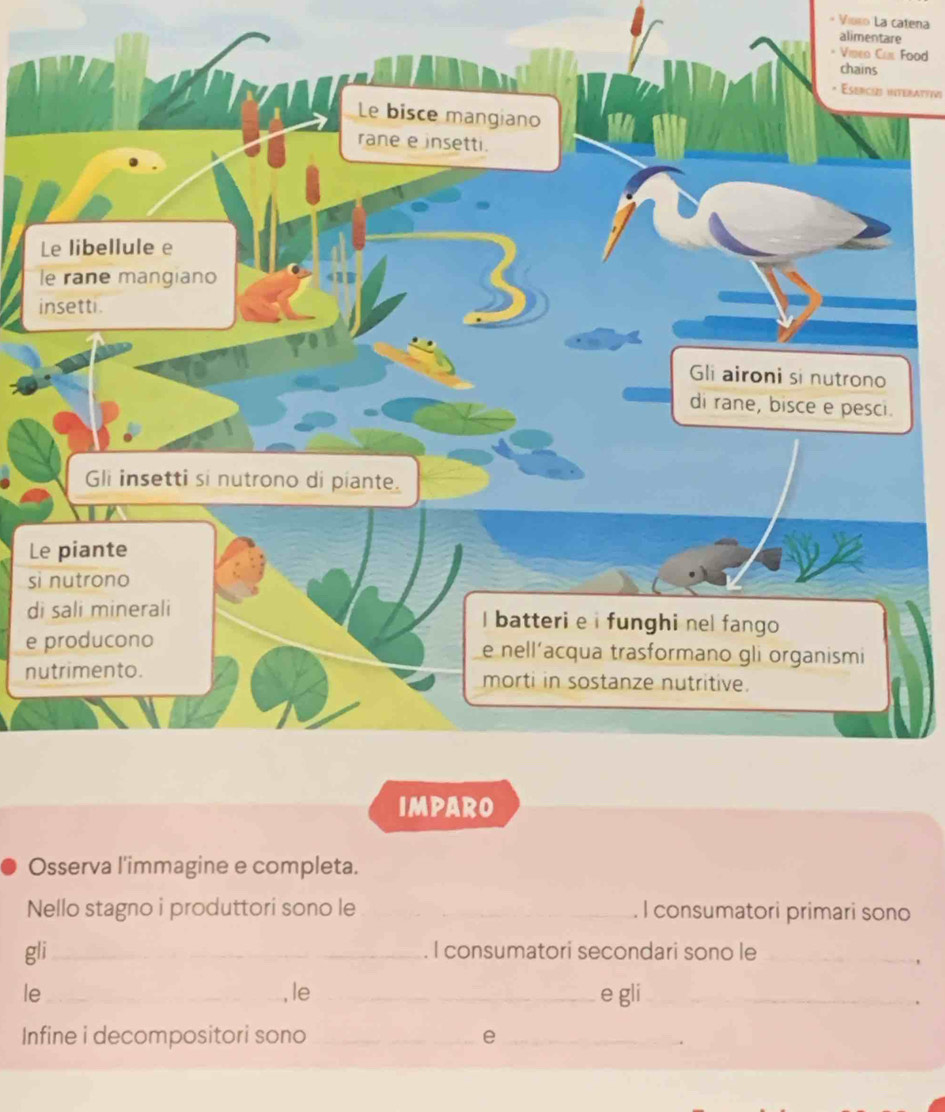 Vioro La catena 
alimentare 
Food 
* Esericss intenattivi 
L 
l 
i 
L 
sì 
di 
e 
nu 
Osserva l'immagine e completa. 
Nello stagno i produttori sono le _. I consumatori primari sono 
gli_ I consumatori secondari sono le_ 
le_ _e gli_ 
, le 
Infine i decompositori sono _e_