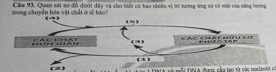 Quan sát sơ đồ dưới đây và cho biết có bao nhiêu vị trí tương ứng sự có mặt của năng lượng 
trong chuyền hóa vật chất ở tế bào? 
Các chát các chát hứu cơ 
ĐơN GIAN Phức tap 
(1) 
(2) 
1DNA và mỗi DNA được cấu tao từ các nucleotit có