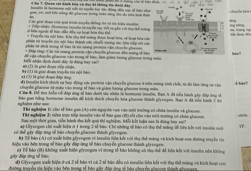 lự thể ch được phân bố ở màng của tế bảo đích.
Câu 7. Quan sát hình bên và đọc kĩ thông tin đưới đây.
 
Insulin là hormone nội tiết từ tuyến tuy tác động đến các tế bảo nh
gan, cơ, mỡ khi nồng độ glucose trong máu tăng lên do tiêu hoá thứ:  chuyền hóa 
ăn.
āng.
Các giai đoạn của quá trình truyền thông tin từ tín hiệu insulin:ing năng.
+ Tiếp nhận: Hormone insulin từ tuyến tụy tiết ra gắn với thụ thể màng
ở bên ngoài tế bào dẫn đến sự hoạt hóa thụ thể.ưa, trạng ng bắt đom đón
+ Truyền tin nội bảo: Khi thụ thể màng được hoạt hóa, sẽ hoạt hóa các
phân tử truyền tin nội bào thành các chuỗi tương tác liên tiếp tới cá
phân tử đích trong tế bảo là túi mang protein vận chuyển glucose.
+ Đáp ứng: Các túi mang protein vận chuyển glucose đến màng tế bào bào?
để vận chuyển glucose vào trong tế bào, làm giảm lượng glucose trong máu.
Mỗi nhận định dưới đây là đúng hay sai?
a) (2) là giai đoạn tiếp nhận.
b) (1) là giai đoạn truyền tin nội bào.
c) (3) là giai đoạn đáp ứng.
d) Insulin kích thích sự huy động các protein vận chuyển glucose ở trên màng sinh chất, từ đó làm tăng sự vận :ế bào?
chuyển glucose từ máu vào trong tế bào và giảm lượng glucose trong máu.
Câu 8. Để tìm hiều về đáp ứng tế bào dưới tác nhân là hormone insulin. Bạn A đã tiến hành gây đáp ứng tế
bào gan bằng hormone insulin để kích thích chuyển hóa glucose thành glycogen. Bạn A đã tiến hành 2 thí
nghiệm như sau:
Thí nghiệm 1: cho tế bào gan (A) còn nguyên vẹn vào môi trường có chứa insulin và glucose.
Thí nghiệm 2: tiêm trực tiếp insulin vào tế bào gan (B) rồi cho vào môi trường có chứa glucose. otein.
Sau một thời gian, tiến hành thu kết quả thí nghiệm. Mỗi kết luận sau là đúng hay sai?
a) Glycogen chỉ xuất hiện ở 1 trong 2 tế bào. Chỉ những tế bào có thụ thể màng để liên kết với insulin mới TP.
có thể gây đáp ứng tế bào chuyển glucose thành glycogen.
b) Tế bào (A) có xuất hiện glycogen vì insulin liên kết với thụ thể màng và kích hoạt con đường truyền tín
hiệu vào bên trong tế bào gây đáp ứng tế bào chuyển glucose thành glycogen.
c) Tế bào (B) không xuất hiện glycogen vì trong tế bào không có thụ thể để liên kết với insulin nên không
gây đáp ứng tế bào.
d) Glycogen xuất hiện ở cả 2 tế bào vì cả 2 tế bào đều có insulin liên kết với thụ thể màng và kích hoạt con
đường truyền tín hiệu vào bên trong tế bào gây đáp ứng tế bào chuyển glucose thành glycogen.