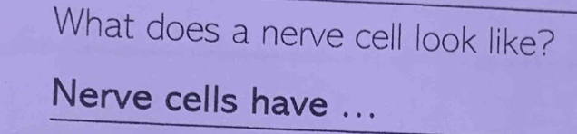 What does a nerve cell look like? 
Nerve cells have ...