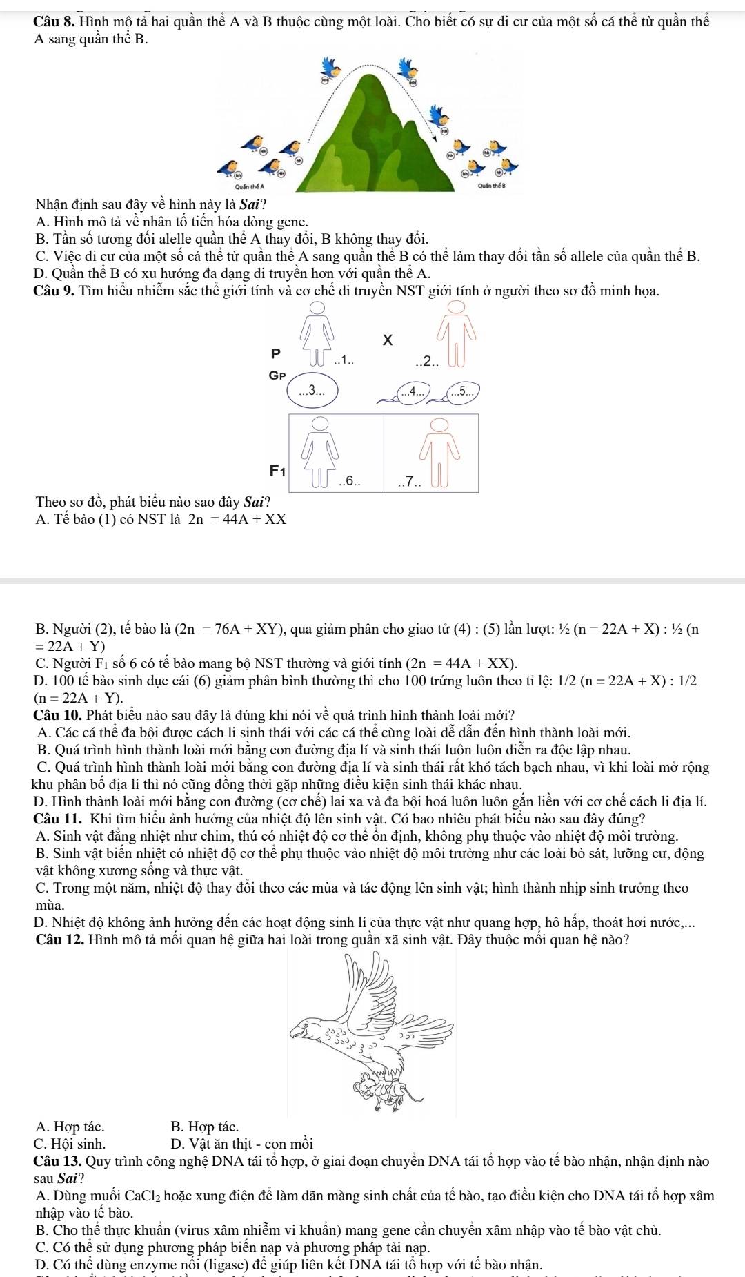 Hình mô tả hai quần thể A và B thuộc cùng một loài. Cho biết có sự di cư của một số cá thể từ quần thể
A sang quần thể B.
Nhận định sau đây về hình này là Sai?
A. Hình mô tả về nhân tố tiến hóa dòng gene.
B. Tần số tương đối alelle quần thể A thay đổi, B không thay đổi.
C. Việc di cư của một số cá thể từ quần thể A sang quần thể B có thể làm thay đổi tần số allele của quần thể B.
D. Quần thể B có xu hướng đa dạng di truyền hơn với quần thể A.
Câu 9. Tìm hiểu nhiễm sắc thể giới tính và cơ chế di truyền NST giới tính ở người theo sơ đồ minh họa.
Theo sơ đồ, phát biểu nào sao đâ
A. Tế bào (1) có NST là 2n=44A + XX
B. Người (2), tế bào là (2n=76A+XY) , qua giảm phân cho giao tir(4):(5) lần lượt: ! 1/2(n=22A+X):1/2(n
=22A+Y)
C. Người F1 số 6 có tế bào mang bộ NST thường và giới tính (2n=44A+XX).
D. 100 tế bào sinh dục cái (6) giảm phân bình thường thì cho 100 trứng luôn theo tỉ lệ: 1/2(n=22A+X):1/2
(n=22A+Y).
Câu 10. Phát biểu nào sau đây là đúng khi nói vhat e quá trình hình thành loài mới?
A. Các cá thể đa bội được cách li sinh thái với các cá thể cùng loài dễ dẫn đến hình thành loài mới.
B. Quá trình hình thành loài mới bằng con đường địa lí và sinh thái luôn luôn diễn ra độc lập nhau.
C. Quá trình hình thành loài mới bằng con đường địa lí và sinh thái rất khó tách bạch nhau, vì khi loài mở rộng
khu phân bố địa lí thì nó cũng đồng thời gặp những điều kiện sinh thái khác nhau.
D. Hình thành loài mới bằng con đường (cơ chế) lai xa và đa bội hoá luôn luôn gắn liền với cơ chế cách li địa lí.
Câu 11. Khi tìm hiểu ảnh hưởng của nhiệt độ lên sinh vật. Có bao nhiêu phát biểu nào sau đây đúng?
A. Sinh vật đăng nhiệt như chim, thú có nhiệt độ cơ thể ổn định, không phụ thuộc vào nhiệt độ môi trường.
B. Sinh vật biến nhiệt có nhiệt độ cơ thể phụ thuộc vào nhiệt độ môi trường như các loài bò sát, lưỡng cư, động
vật không xương sống và thực vật.
C. Trong một năm, nhiệt độ thay đổi theo các mùa và tác động lên sinh vật; hình thành nhịp sinh trưởng theo
mùa.
D. Nhiệt độ không ảnh hưởng đến các hoạt động sinh lí của thực vật như quang hợp, hô hấp, thoát hơi nước,...
Câu 12. Hình mô tả mối quan hệ giữa hai loài trong quần xã sinh vật. Đây thuộc mối quan hệ nào?
A. Hợp tác. B. Hợp tác.
C. Hội sinh. D. Vật ăn thịt - con mồi
Câu 13. Quy trình công nghệ DNA tái tổ hợp, ở giai đoạn chuyển DNA tái tổ hợp vào tế bào nhận, nhận định nào
sau Sai?
A. Dùng muối CaCl_2 hoặc xung điện để làm dãn màng sinh chất của tế bào, tạo điều kiện cho DNA tái tổ hợp xâm
nhập vào tế bào.
B. Cho thể thực khuẩn (virus xâm nhiễm vi khuẩn) mang gene cần chuyển xâm nhập vào tế bào vật chủ.
C. Có thể sử dụng phương pháp biển nạp và phương pháp tải nạp.
D. Có thể dùng enzyme nổi (ligase) để giúp liên kết DNA tái tổ hợp với tế bào nhận.