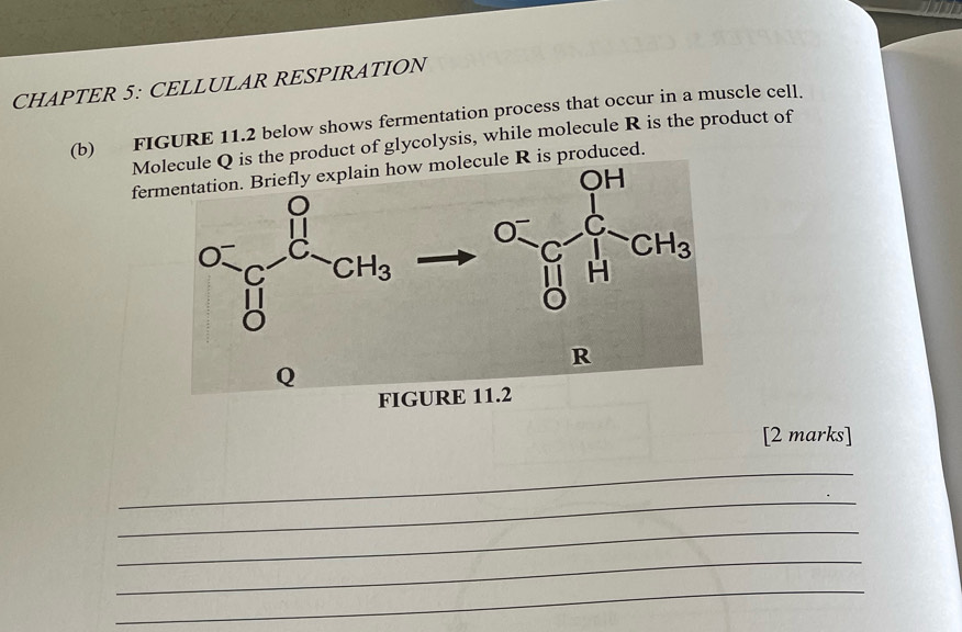 CHAPTER 5: CELLULAR RESPIRATION
(b) FIGURE 11.2 below shows fermentation process that occur in a muscle cell.
M the product of glycolysis, while molecule R is the product of
fere R is produced.
FIGURE 11.2
[2 marks]
_
_
_
_
_