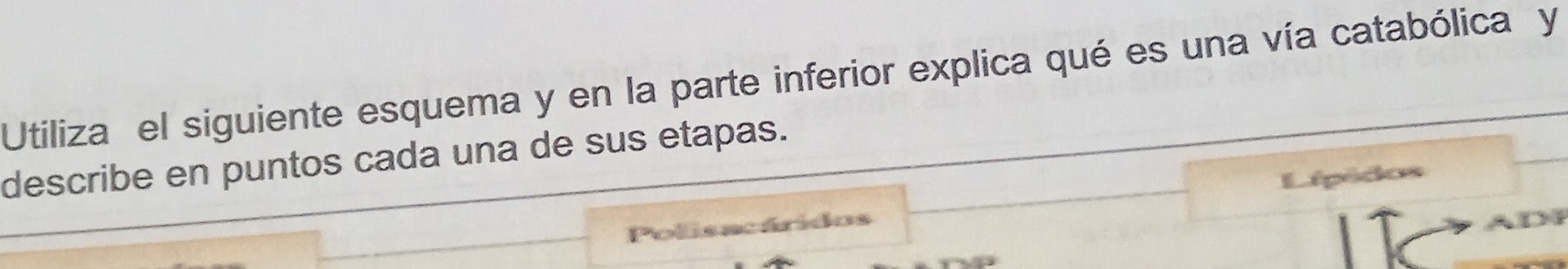 Utiliza el siguiente esquema y en la parte inferior explica qué es una vía catabólica y 
describe en puntos cada una de sus etapas. 
Lípédos 
Polisacáridos ADN