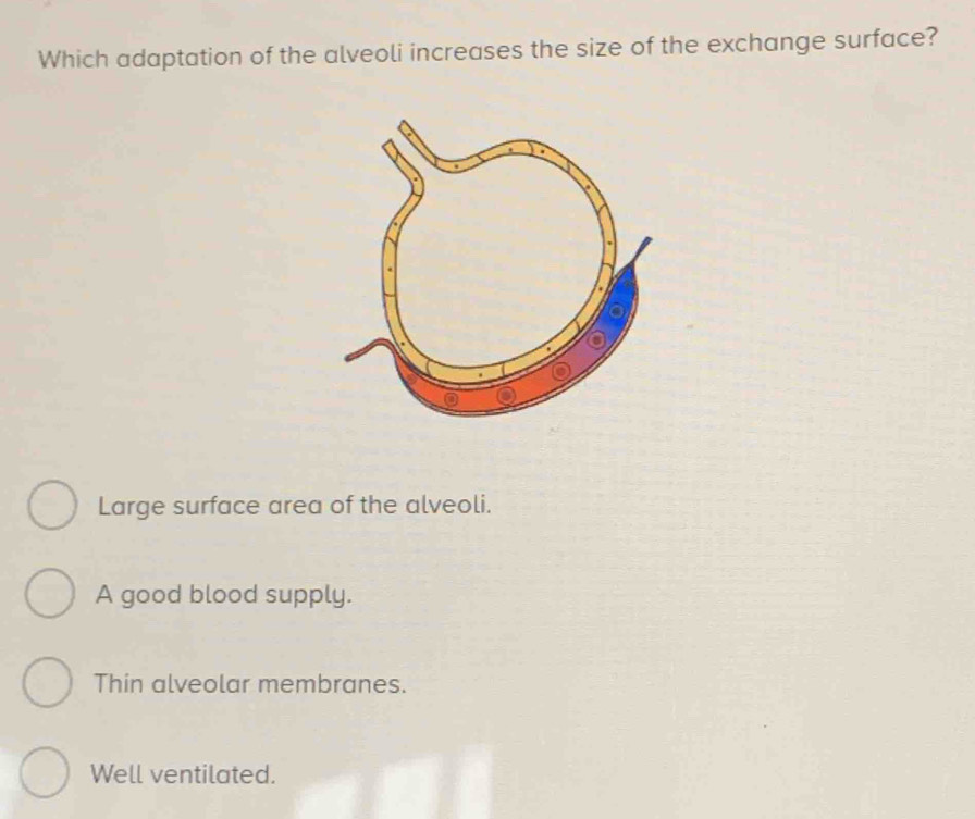 Which adaptation of the alveoli increases the size of the exchange surface?
Large surface area of the alveoli.
A good blood supply.
Thin alveolar membranes.
Well ventilated.