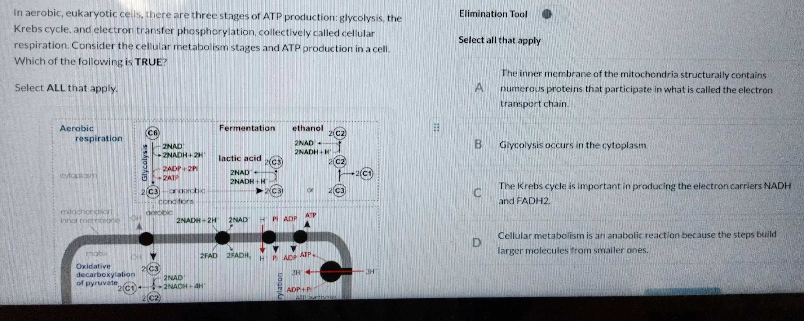 In aerobic, eukaryotic cells, there are three stages of ATP production: glycolysis, the
Elimination Tool
Krebs cycle, and electron transfer phosphorylation, collectively called cellular
Select all that apply
respiration. Consider the cellular metabolism stages and ATP production in a cell.
Which of the following is TRUE?
The inner membrane of the mitochondria structurally contains
Select ALL that apply. A numerous proteins that participate in what is called the electron
transport chain.

Glycolysis occurs in the cytoplasm.
B
C The Krebs cycle is important in producing the electron carriers NADH
and FADH2.
Cellular metabolism is an anabolic reaction because the steps build
larger molecules from smaller ones.