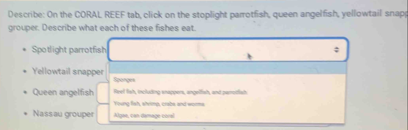 Describe: On the CORAL REEF tab, click on the stoplight parrotfish, queen angelfish, yellowtail snapp 
grouper. Describe what each of these fishes eat. 
Spotlight parrotfish 
Yellowtail snapper 
Sponges 
Queen angelfish Reef fish, including snappers, angelfish, and parotlfish 
Young fish, shrimp, crabs and worms 
Nassau grouper Algae, can damage coral