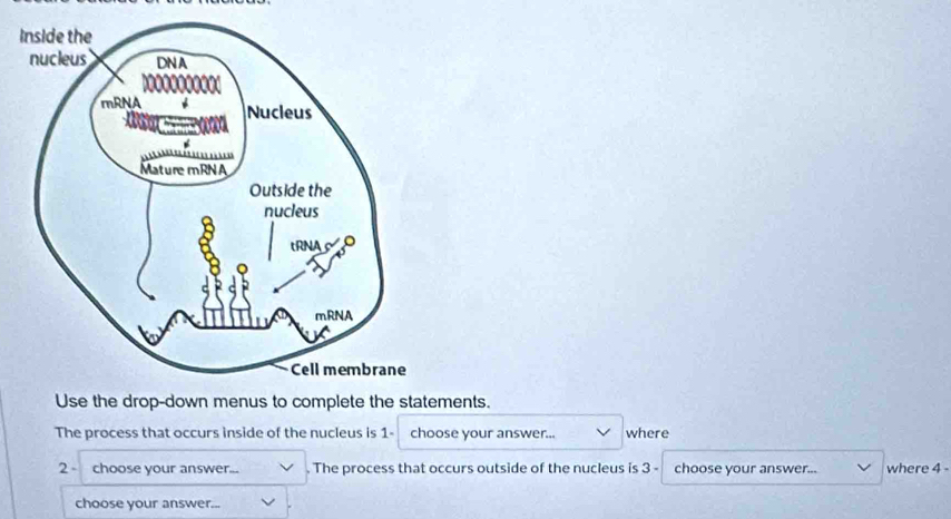 Use the drop-down menus to complete the statements. 
The process that occurs inside of the nucleus is 1 - choose your answer... where 
2 - choose your answer... . The process that occurs outside of the nucleus is 3 - choose your answer... where 4 - 
choose your answer...