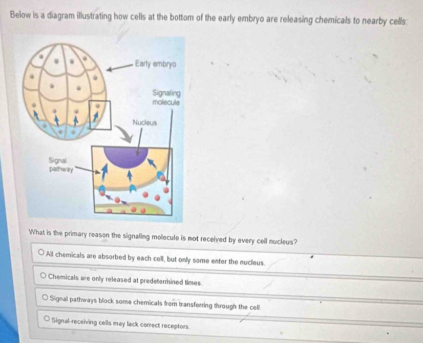 Below is a diagram illustrating how cells at the bottom of the early embryo are releasing chemicals to nearby cells:
What is the primary reason the signaling molecule is not received by every cell nucleus?
All chemicals are absorbed by each cell, but only some enter the nucleus.
Chemicals are only released at predetermined times
Signal pathways block some chemicals from transferring through the cell
Signal-receiving cells may lack correct receptors.