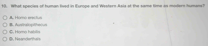 What species of human lived in Europe and Western Asia at the same time as modern humans?
A. Homo erectus
B. Australopithecus
C. Homo habilis
D. Neanderthals