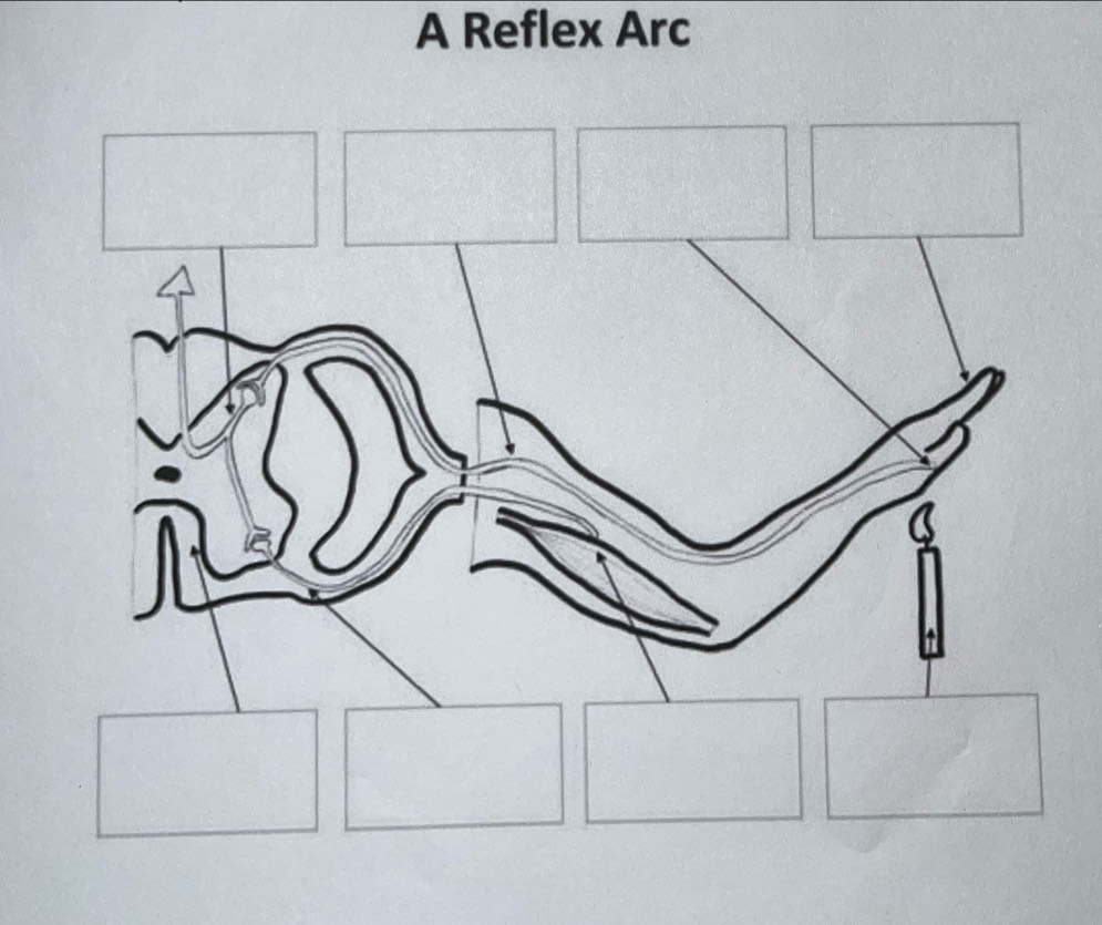 A Reflex Arc