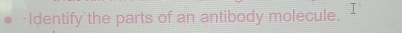 ·Identify the parts of an antibody molecule.