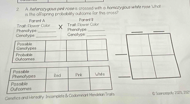 A heterozygous pink rose is crossed with a homozygous white rose. What 
is the offspring probability outcome for this cross? 
Parent A Parent B 
Trait: Flower Color X Trait: Flower Color 
Phenotype _Phenotype:_ 
_ 
_ 
Genotype: _Genotype:_ 
Genetics and Heredity Incomplete & Codominant Mendelian Traits © Scienceopoly 2020, 2024