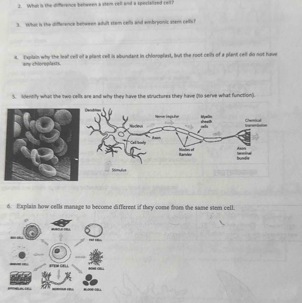 What is the difference between a stem cell and a specialized cell? 
3. What is the difference between adult stem cells and embryonic stem cells? 
4. Explain why the leaf cell of a plant cell is abundant in chloroplast, but the root cells of a plant cell do not have 
any chloroplasts. 
5. Identify what the two cells are and why they have the structures they have (to serve what function). 
6. Explain how cells manage to become different if they come from the same stem cell.