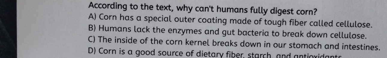 According to the text, why can't humans fully digest corn?
A) Corn has a special outer coating made of tough fiber called cellulose.
B) Humans lack the enzymes and gut bacteria to break down cellulose.
C) The inside of the corn kernel breaks down in our stomach and intestines.
D) Corn is a good source of dietary fiber, starch, and antioxidants