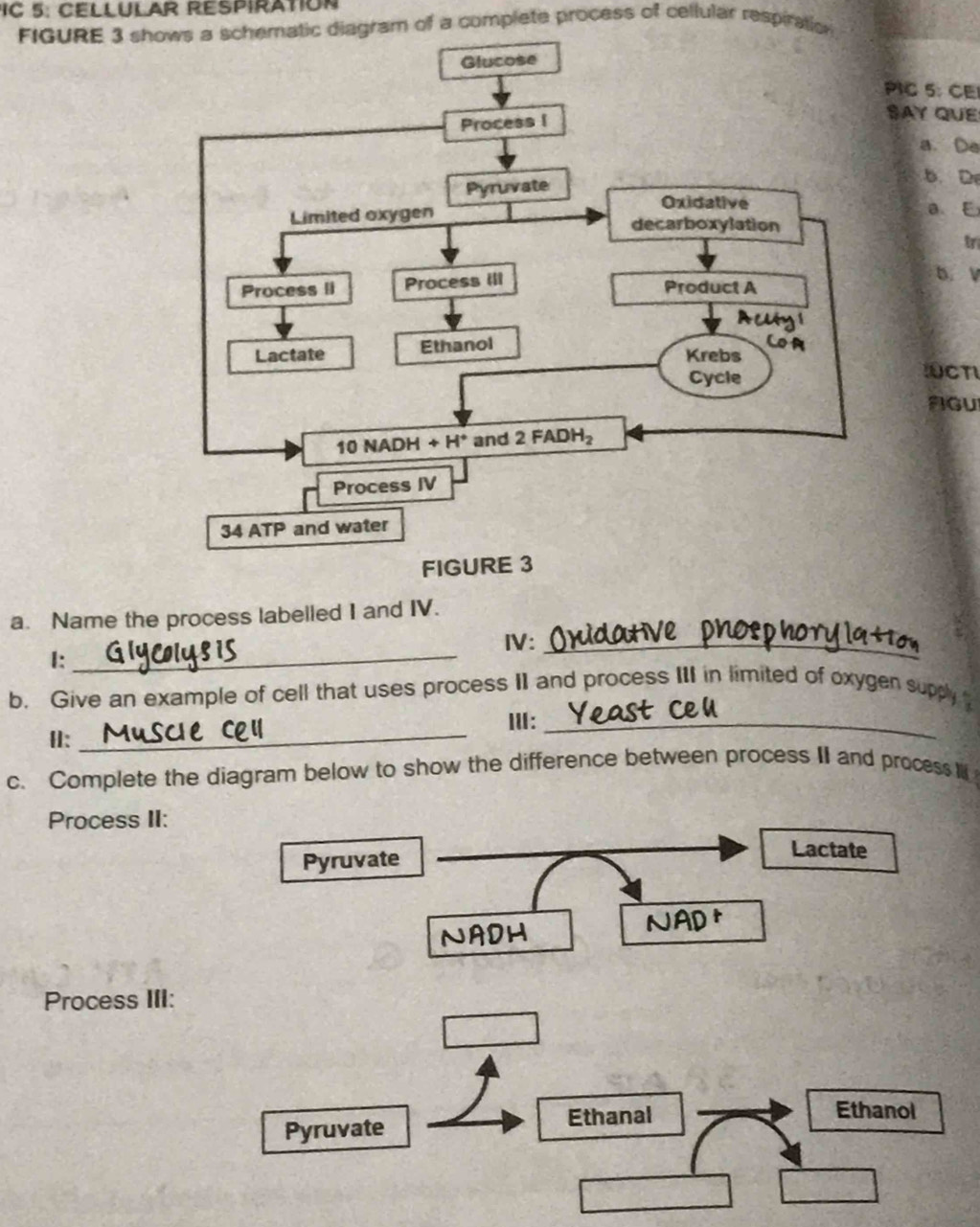 IC 5: CELLULAR RESPIRAtION
FIGURE 3 shows a schematic diagram of a complete process of cellular respiration
PIC 5: CE
SAY QUE
a. De
b D
a、E
tr
b. V
CT
AGU
a. Name the process labelled I and IV.
I:_
I:_
b. Give an example of cell that uses process II and process III in limited of oxygen supply 
Ⅲ:_
H:_
c. Complete the diagram below to show the difference between process II and process I
Process II:
Pyruvate
Lactate
NADH
NAD +
Process III: