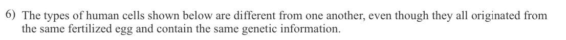 The types of human cells shown below are different from one another, even though they all originated from 
the same fertilized egg and contain the same genetic information.